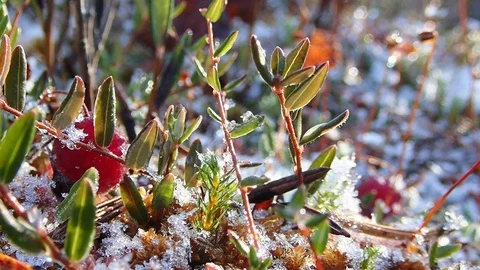 Close-up slow motion shot of cranberries picking at bog. Stock-Footage 86027959