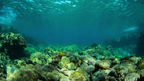 Close-Up Slow Motion Shot Of Cute Fish Swimming Over Rocks Undersea - Big Stock Footage 154631586