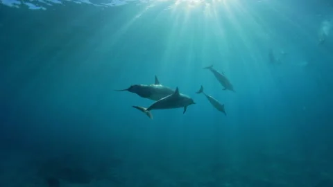 Close-Up Slow Motion Shot Of Dolphins Swimming Together In Ocean - Big Island, Video stock 154633420