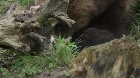 Close-Up Slow Motion Shot of Eurasian Brown Bear Foraging by Tree Roots, Estonia Stock Footage 340891939