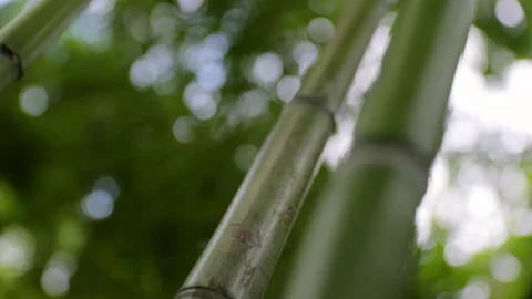 Close-Up Slow Motion Shot Of Green Bamboo Plants Growing In Garden - Shanghai, Stock Footage 152850800