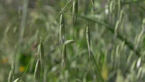 Close up slow motion shot of long grass strand in field during sunny day 動画素材 172152773
