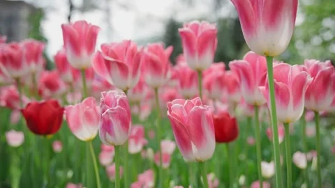 Close-up slow-motion shot of lots of pink tulips Stock Footage 277138471
