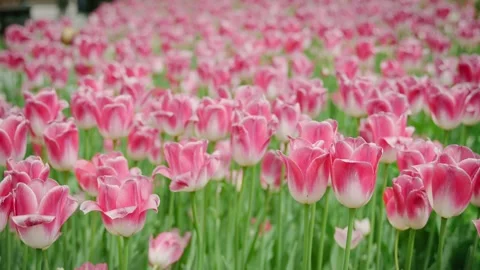 Close-up slow-motion shot of lots of pink tulips Video stock 281143474