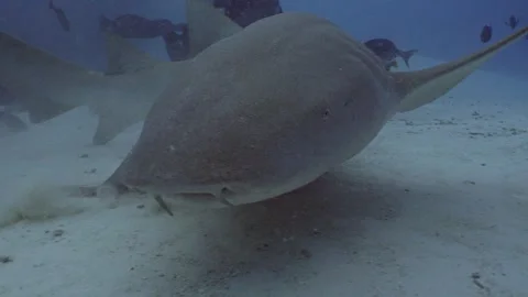 Close slow motion shot of Nurse shark, under water, Maldives Video stock 276903448