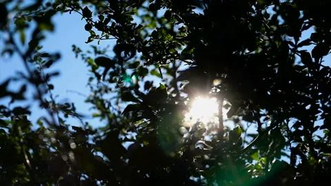 Close  up slow motion shot of a pear dancing in the wind Stock Footage 136874265