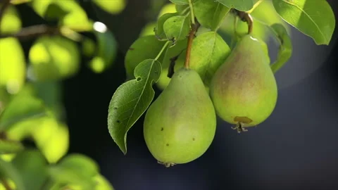 Close up slow motion shot of a pear gently moving in the wind Stock Footage 136874882