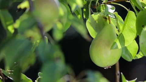 Close up slow motion shot of a pear dancing in the wind Видео 136877259
