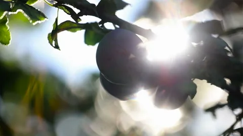 Close up slow motion shot of plums  dancing in the wind Stock Footage 136963049