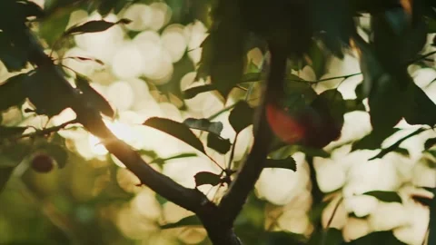 A close up slow motion shot of red ripe cherries hanging from a tree branch.. 스톡 동영상 339656616