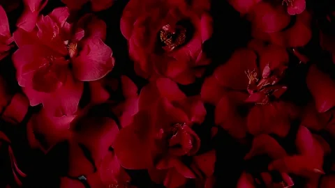 Close-up slow motion shot of scarlet flowers. Festive dark background, luxury Stock Footage 234831428
