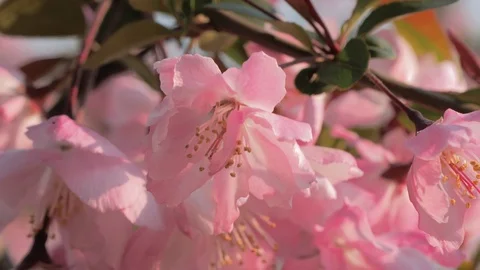 Close-up slow motion shot of springtime peach tree blossoms swaying in the wind Stock Footage 105624180