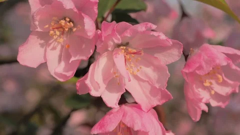 Close-up slow motion shot of springtime peach tree blossoms swaying in the wind 스톡 동영상 105625171