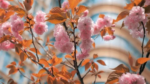 Close-up slow motion shot of springtime peach tree blossoms swaying in the wind Stock Footage 106647266