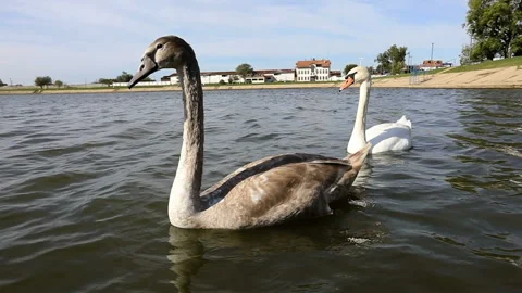 Close up slow motion shot of two beautiful young swans on a lake Stockbeeldmateriaal 141597258