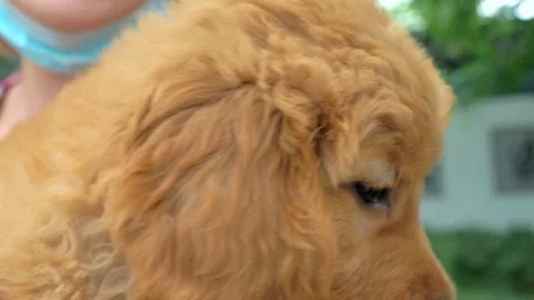 Close-up slow motion shot of young woman holding cute Golden Retriever puppy Video stock 131903606