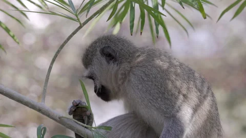 Close slow motion side view clip of a vervet monkey sitting in a tree Stock Footage 307158973