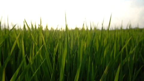 Close up in slow motion of some grass of a Rice field in Ubud, Bali. Stock Footage 93892285