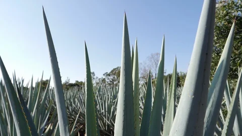 Close Up Slow Motion of the Spikes of an Agave Plant Located in Tequila, Mexico Stock Footage