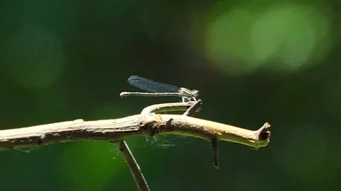 Close-up slow-motion Stream Bluet damselfly takes off &amp; lands on a branch twice Vídeo Stock 158714694