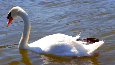 Close-up slow motion of swan floating in the lake Stock Footage 90331523