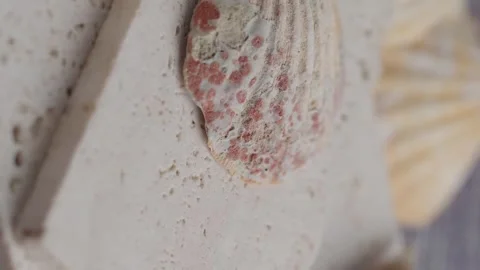 Close up slow motion of a textured seashell with pink spots on pale stone. Stock Footage 331900440