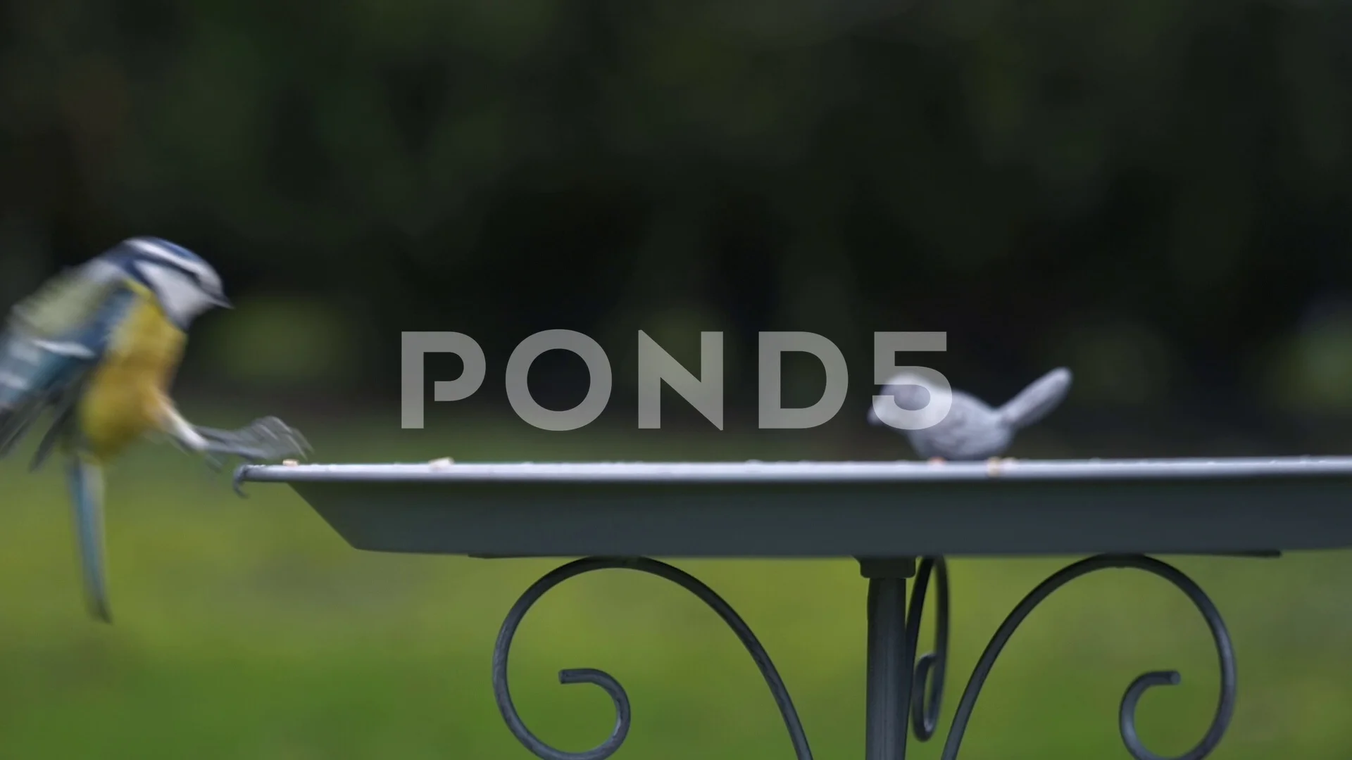 Close up of slow motion tits landing in bird feeder. Eating seeds in slow