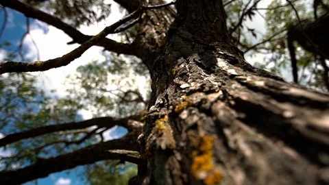 Close up slow motion tracking shot of a tree bark. bottom view of a giant tree. Video stock 123712891