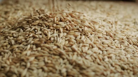Close up slow motion video of barley grains falling and forming pile, food .. Vídeo Stock 334651686