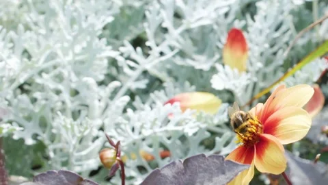 Close up slow motion video of bee gathering nectar from yellow and orange f.. 스톡 동영상 333696901