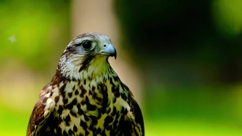 Close up slow motion video of hawk in natural habitat looking around showing Stock Footage 343695786