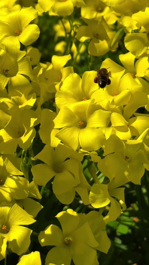 A close-up slow motion video of a honeybee collecting nectar from vibrant y.. Video stock 304684638