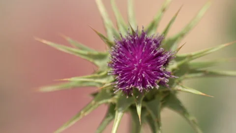 Close up slow motion video of a thistle in bloom during sunny day 스톡 동영상 239021179