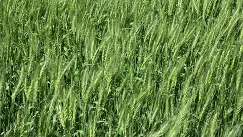 Close-up slow-motion view of a bright green wheat field blowing in a strong wind Stock Footage 135287578