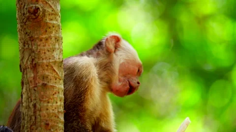Close-up slow motion view of Capuchin monkey eating plant root in rainforest Stock Footage 334608685