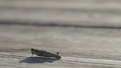 Close up slow motion view of cricket crawling across a brown plank Stock Footage 201204593