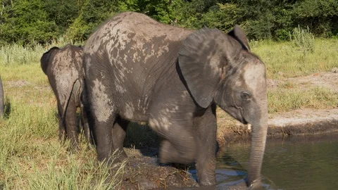 Close-up slow motion view of a cute baby elephant playing in a waterhole, Stock Footage 127997244