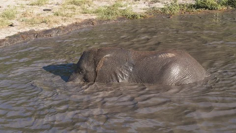 Close-up slow motion view of a cute baby elephant playing in a waterhole Stock Footage 128044414