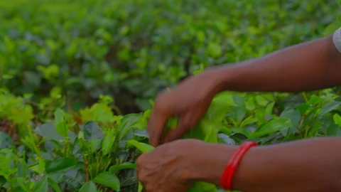 Close up slow motion view of female worker picking tea leaves, Sri Lanka Stock-Footage 107211776