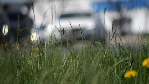 A close-up slow-motion view of grass and dandelions, with the hustle of a b.. Stock Footage 273041236