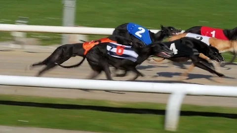 Close up, slow motion view of greyhounds in a race, from the starting gate Stock-Footage 79935291