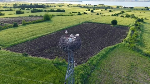 Close Slow Motion View of Stork Nest From Above Stock-Footage 345918547
