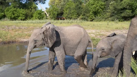 Close-up slow motion view of three cute baby elephants walking into a waterhole Stock Footage 127993968