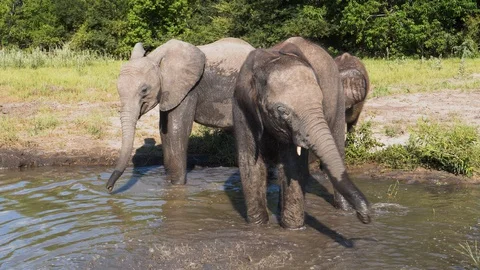 Close-up slow motion view of three cute baby elephants walking into a waterhole, Stock Footage 127994024