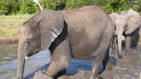 Close-up slow motion view of three cute baby elephants walking into a waterhole Stock Footage 127994749