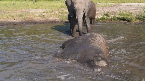 Close-up slow motion view of three cute baby elephants playing in a waterhole, Stock Footage 127997036