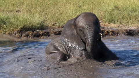 Close-up slow motion view of two cute baby elephants playing in a waterhole, Video stock 127997966