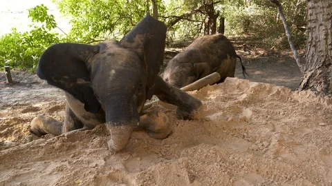 Close-up slow motion view of two cute baby elephants playing in a sandpit Video stock 128047104