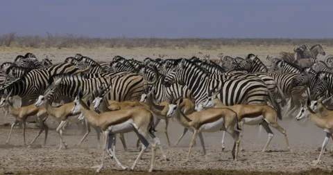 Close-up slow motion view of zebra,springbok running from a waterhole in Etosha Stock Footage 144236361