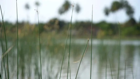 Close up in slow motion of a water grass coming from a lake in Sri Lanka Stock Footage 89477606